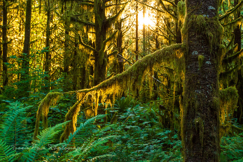 Washington State Inspires Dreamy Photography
