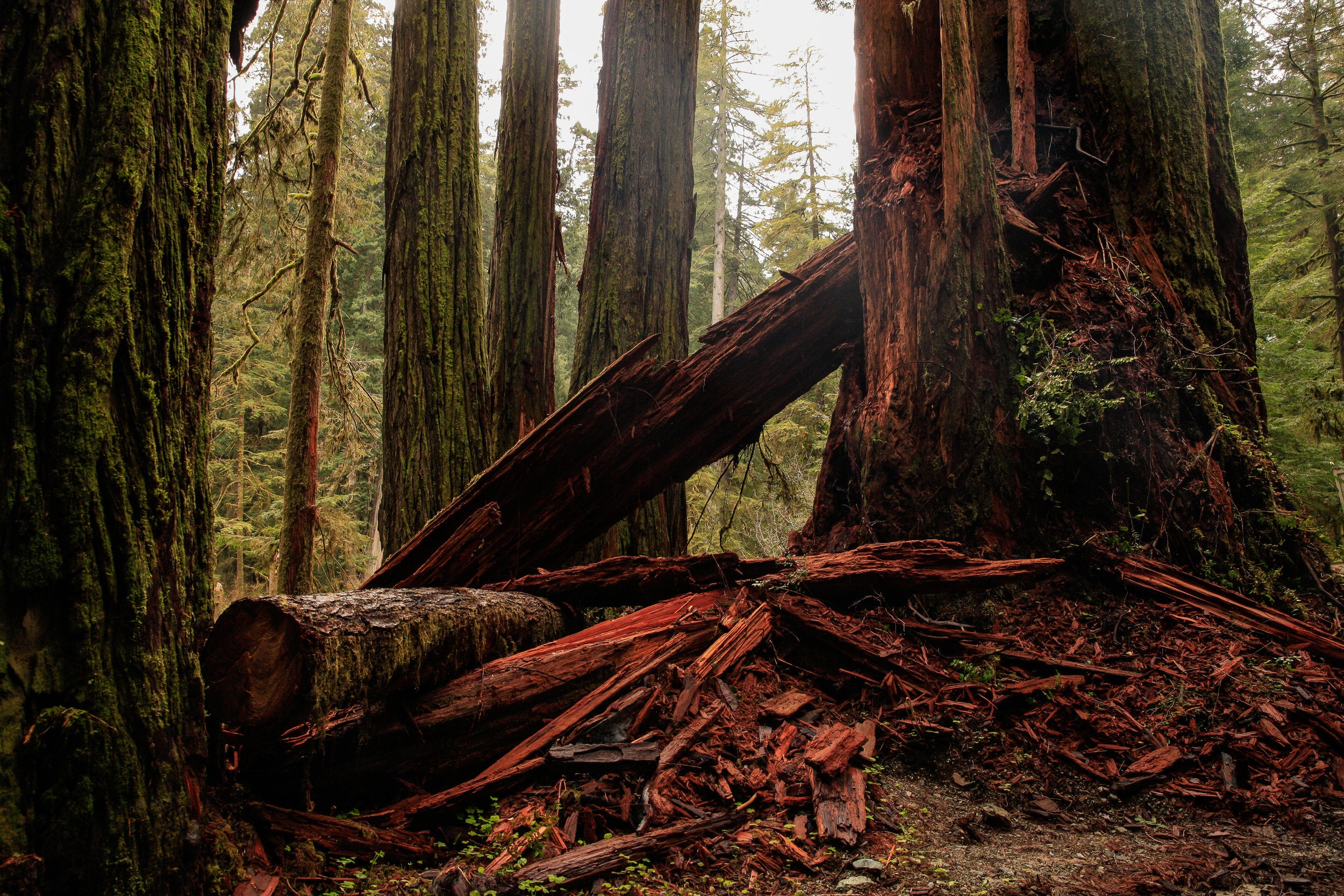 The Redwood Forest